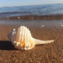 Natural conch shell 8CM tail flick snail small pipe aquarium aquarium landscaping home decoration specimen collection