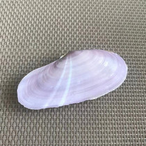New Purple Shell Natural Imported Scarce Shell Conch 6cm Aquatic Landscape Ornament Collectible Specimen Gift
