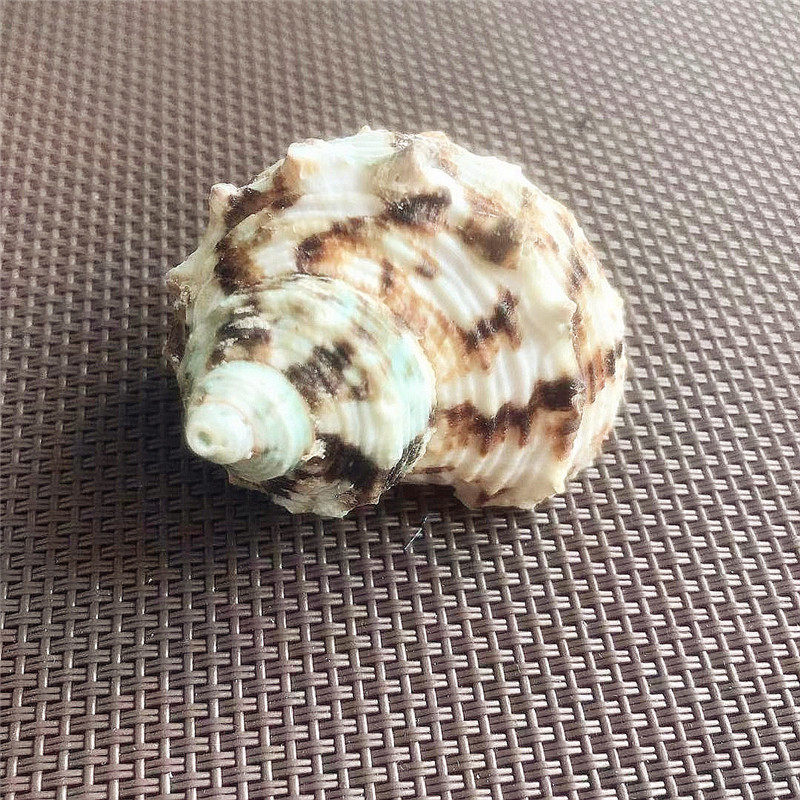 Natural conch shell 5-6CM yellow mouth green salamander hermit crab replacement shell fish tank decoration decoration wall DIY