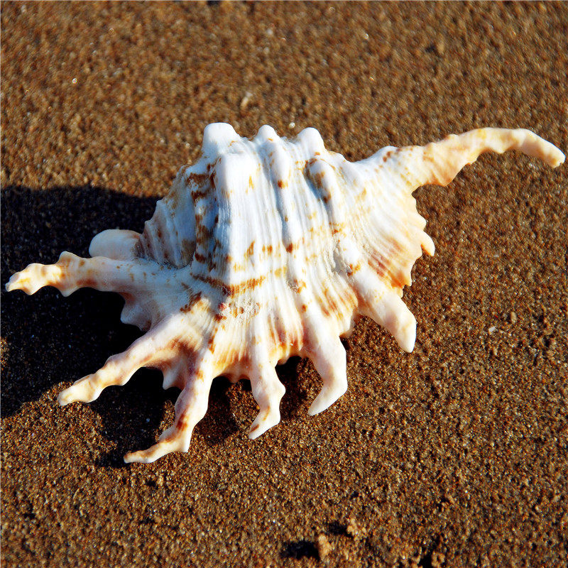 Natural conch shell 11-13CM yellow mouth seven-angle black scorpion snail specimen collection fish tank home platform ornaments