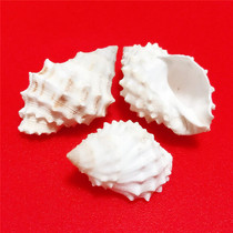 Natural conch shell rare white snail 4-5CM aquarium landscaping platform ornaments decoration specimen collection toys