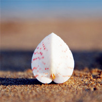 Natural chicken heart clam love shell conch 3-5cm girlfriend birthday gift heart and heart seal specimen collection toy