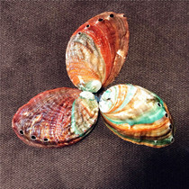 Hot sale wrinkled pan abalone natural abalone shell 6-8CM conch shell aquarium landscaping wall decoration ornaments DIY
