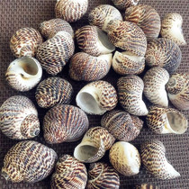 New bird egg snail natural shell conch 2-3CM scarce Specimen Aquarium landscaping home decoration toy DIY