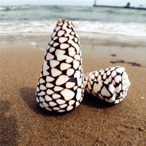 Natural conch shell 8CM fish scales Cono water Family decoration decoration home ornaments specimen collection toys