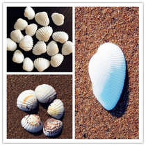 Snow clam shell eagle wing shell 10 pieces natural conch aquarium home decoration veneer floor toy shell painting DIY