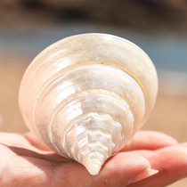 Natural conch shell horseshoe ice tower snail scarce snail collection specimen gift ornaments aquarium decoration DIY