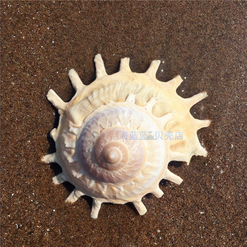 Natural conch shell 9-11CM scarce imported rotary snail Aquarium floor landscaping creative ornaments collection specimens