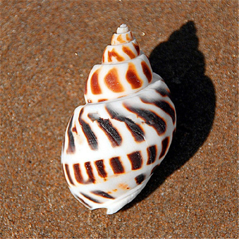 Natural conch shell Dongfeng snail 4-8CM fish tank home platform decoration ornaments toy hermit crab replacement shell
