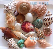 Hot Sale Natural conch shell Special set gift Art Aquarium decoration set Toy Specimen collection