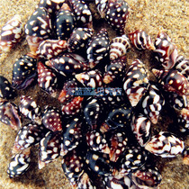 Natural conch shell imported BLACK flower snail 1-1 5CM100PCS AQUARIUM landscaping micro-landscape drift bottle DIY