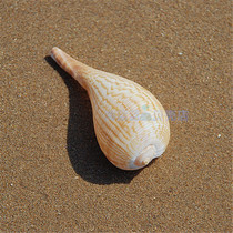 New product flick tail vortex snail 10-15CM natural shell conch Pipa scoop snail Aquarium home decoration landscaping specimen