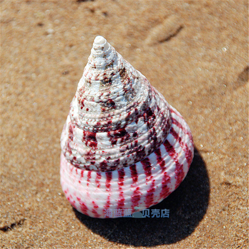 Natural conch shell collection Erythema bell snail Aquarium set Wedding decoration ornaments Creative gifts Toy specimens