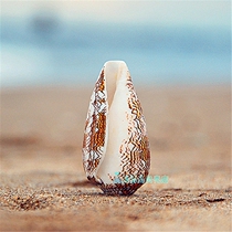 Natural conch Shell snail vase snail Tapestry Taro snail 8cm Aquarium set gift ornament collection specimen toy