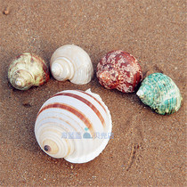Natural conch shell selection set 5 kinds of non-heavy shellfish hermit crab shell fish tank landscape specimen collection