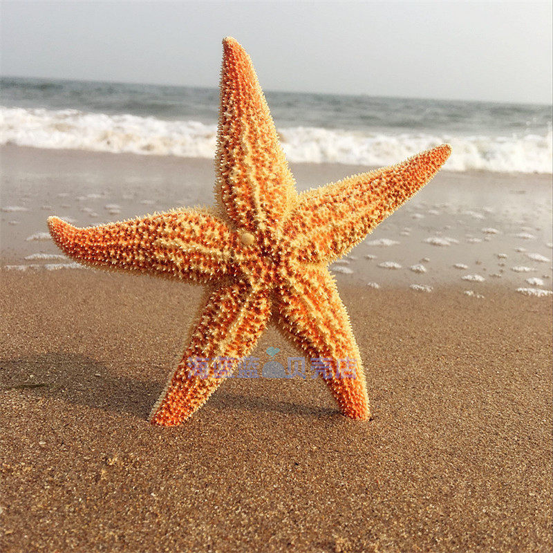 Hot sale natural conch shell spiny spiny starfish 12-16CM five-pointed star air-dried specimen Mediterranean wall decoration
