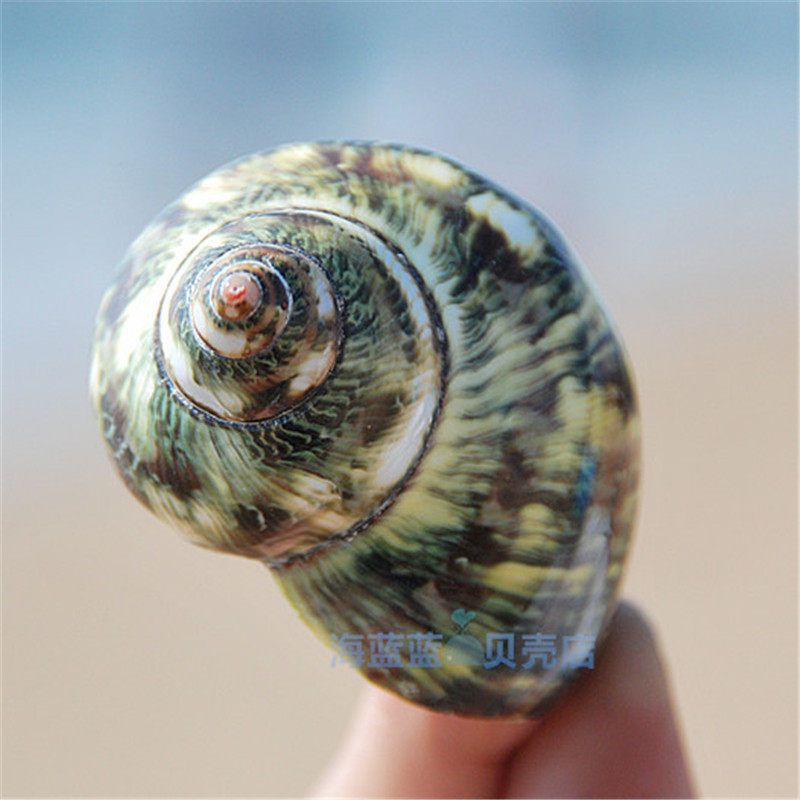 Natural conch shell green imported salamander snail Aquarium landscaping Hermit crab shell Home decoration toy specimen collection