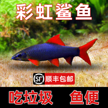 Scavenger live rainbow shark golden moss rat freshwater tropical ornamental fish specializes in eating feces garbage feces and cleaning algae