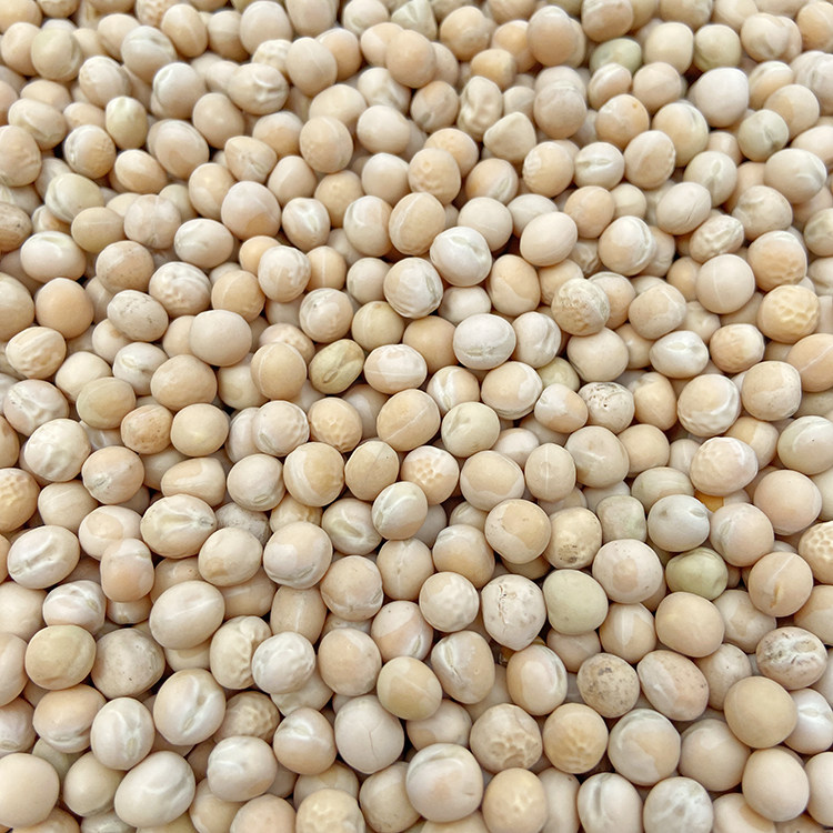 White peas 50 catties new farmhouse self-planted sprouts seeds pea grain raw pigeon grain porridge Chongqing small noodle ingredients