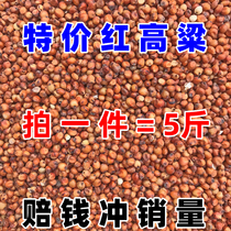 Shelled red sorghum rice unpeeled particles full pigeons with red sorghum pigeon feed pigeon food 5 pounds