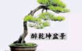 醉乾坤盆景花卉园艺店的LOGO