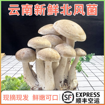 Yunnan fresh north wind mushroom edible mushroom
