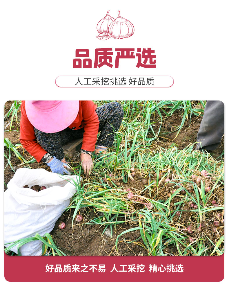 云南特大紫皮大蒜新鲜腊八蒜1斤