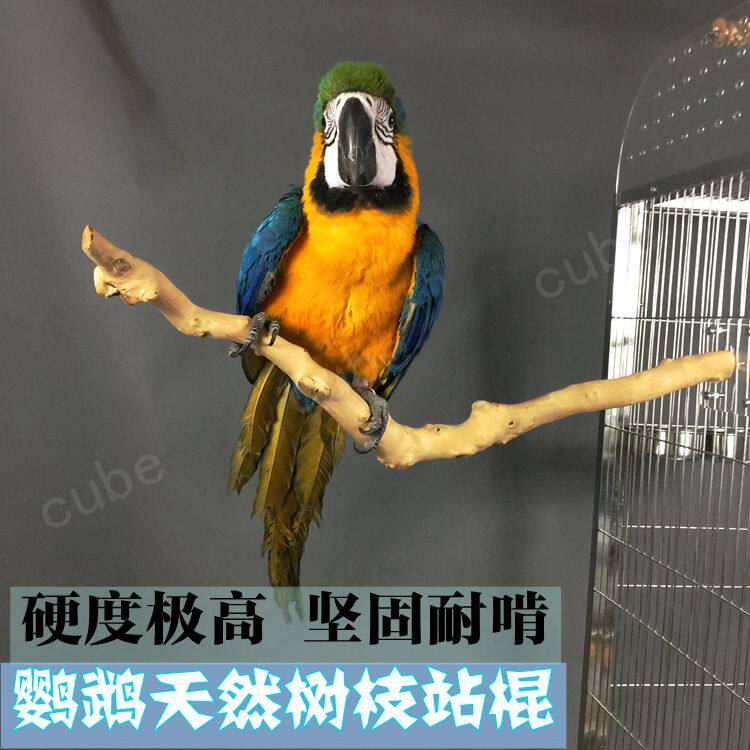 Parrot Station Stick Natural Twigs stand bars Bars Shelter Barbs Jump Bars Seconds Kill American Coffee Mummy Anemones Amazon