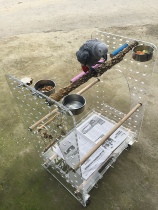 Large parrot station stand gray parrot sunflower Amazon stainless steel station rack food Cup pepper wood grinding claw bar amusement park