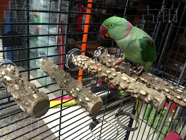 Pepper wood parrot Natural wild pepper rod stand stick Perch grinding claw stick stand lever stick Bird cage decorative parrot supplies