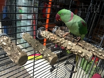 Pepper Wood parrot natural wild pepper pole station stick wood grind claw stick stick stick stick bird cage decoration parrot supplies