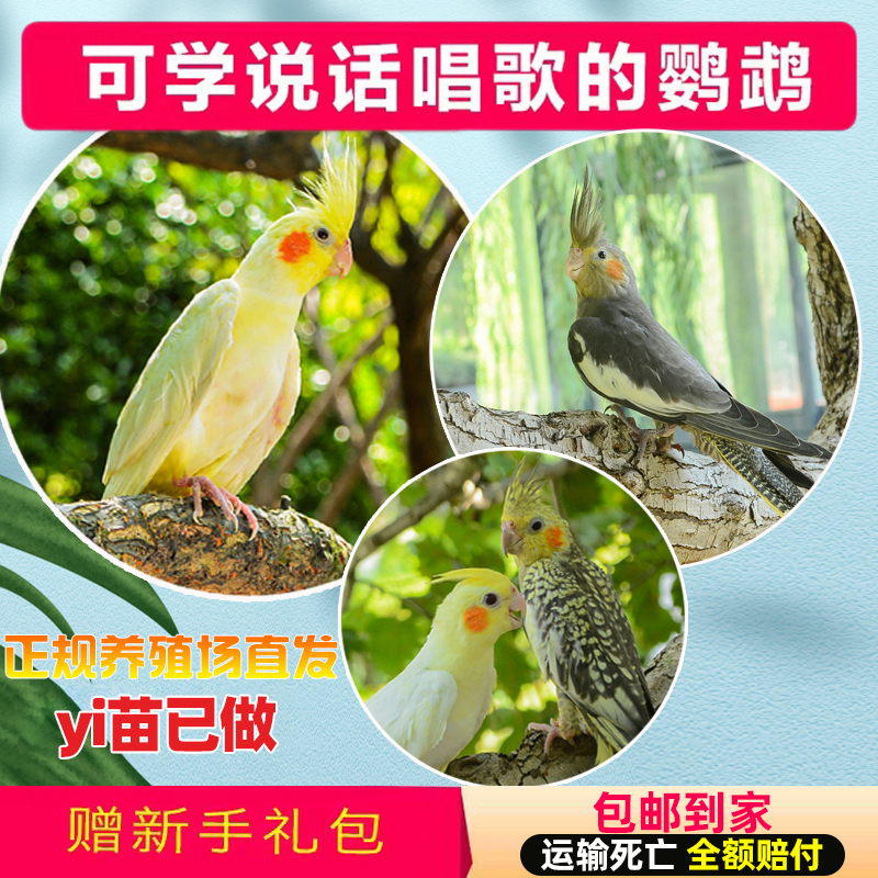 玄凤鹦鹉：会说话的伴侣鸟悄然走进家庭