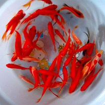 Goldfish ornamental fish small goldfish cold water fish brocade carp goldfish freshwater small fish fish