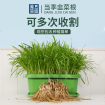 Leek root seedling now dig seedling Leek seedling potted purple root four-season wide-leaf large-leaf Nirvana nine-vegetable red root seed vegetable