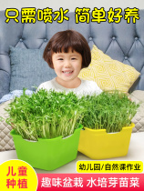Kindergarten Plant Children Watch Growing Cultivation Primary School Students Potted Sprouted Hydroponic Vegetable Sprouts Vegetable Seedling Pan