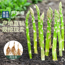 Asparagus seedling Seedling Seedling Seedling Seedling Seedling Seedling Seedling Seedling Seedling Seedling Seedling Seedling Seedling Seedling Seedling Seedling Seedling seedling seedling seedling seedling seedling seedling seedling seedling