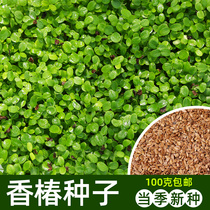 Toon seed seed seed seed four seasons red oil Toon sapling sprout vegetable fragrant spring sprout seed relict hydroponic planting toon tree species