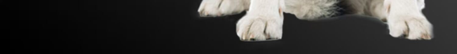 Chó Husky thức ăn cho chó trưởng thành chó con trong chó lớn đặc biệt 5kg10 kg chó đẹp kéo chó hai thỏ thỏ thức ăn canxi - Chó Staples thức ăn cho chó cảnh