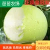Товары от 桃元帅旗舰店