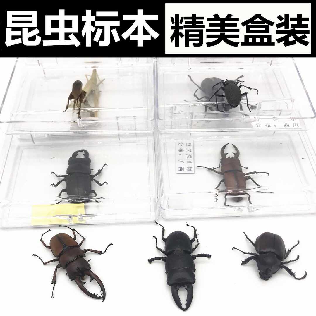 昆虫透明蝴蝶透明昆虫蝴蝶真虫标本盒幼儿园教学学校独角仙