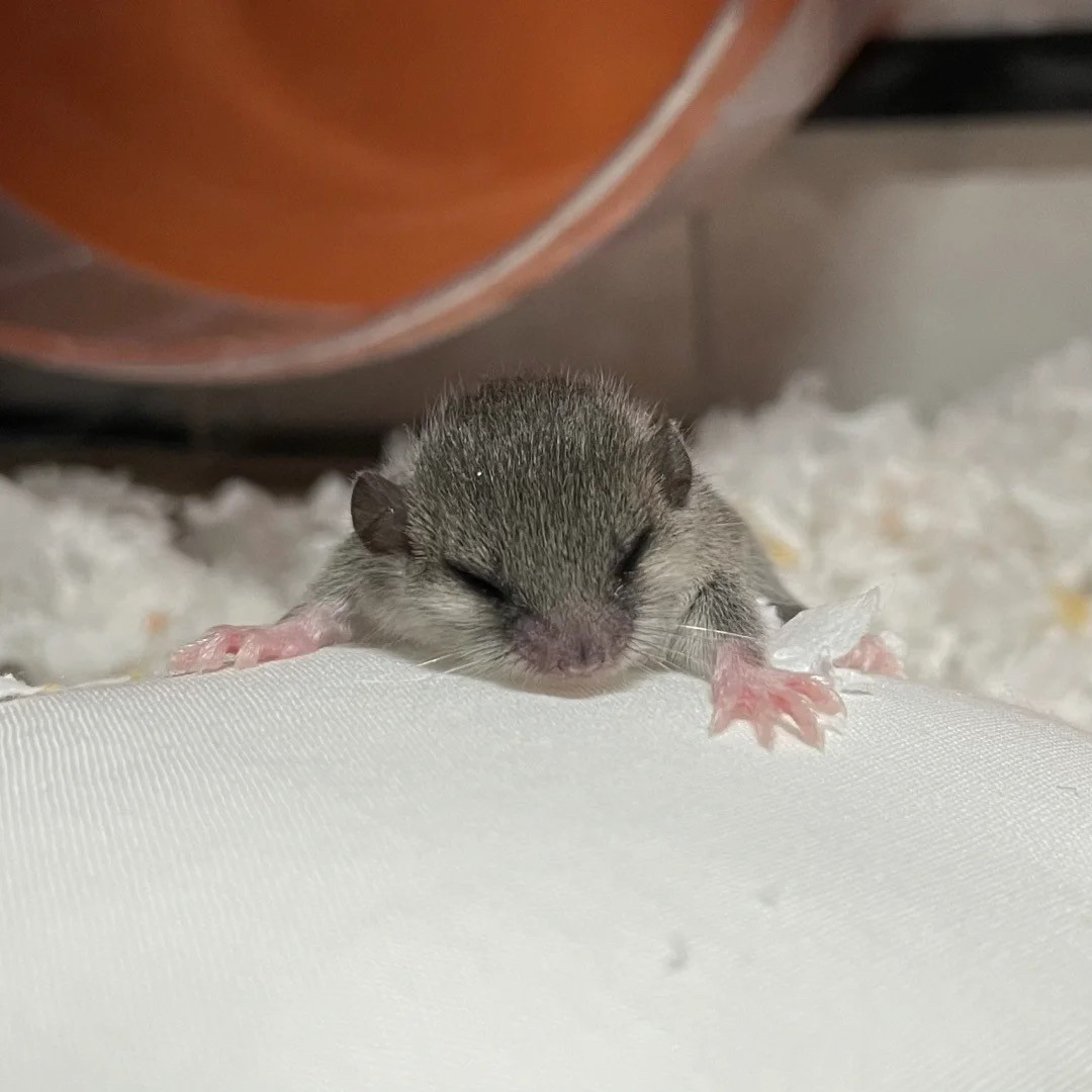 拇指鼠西班牙睡鼠幼崽:懒人必备,宿舍宠物新宠!💤🐾-飞鼠-淘宝百科网