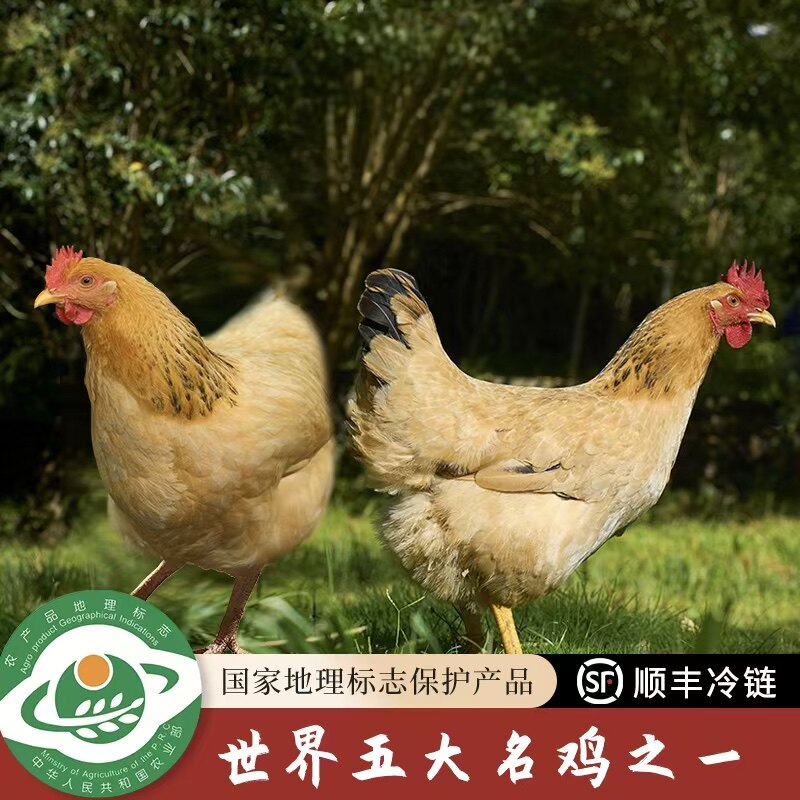 龙岩河田鸡林山养殖场的LOGO