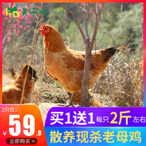 Authentic fresh Old Hen 2 free-range farm chickens