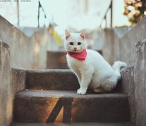 Order exception the turn-off process to fill the post of the freight separate orders vehicle adhesive hook jade butterfly box