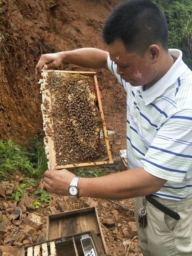 蜂蜜能治便秘是真的吗？勇哥养蜂日记-003