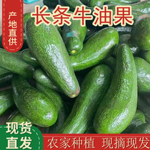 Long avocado rare tropical fruit fresh seasonal Big Mac Vietnamese variety Hass avocado baby food supplement