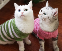 Malt Bear Cat clothes autumn winter pet sweater two feet knitted striped sweater pet clothes 21 provinces