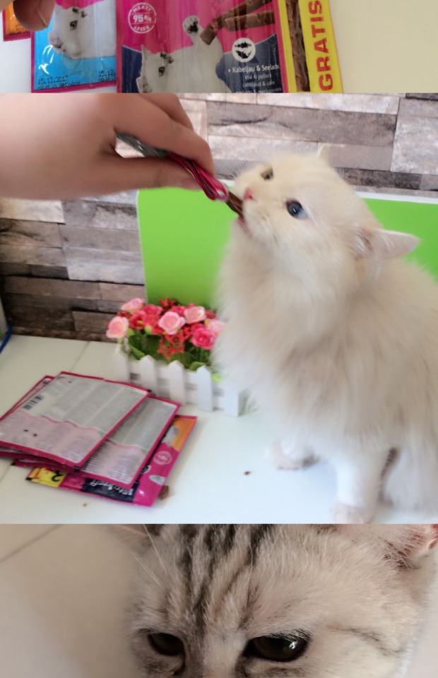 Malt Bear Wei Ta Kraft Vitakraft Cat Cat Cat Cat Cat Snacks Miệng Mèo Thịt khô 4 - Đồ ăn nhẹ cho mèo cám royal canin