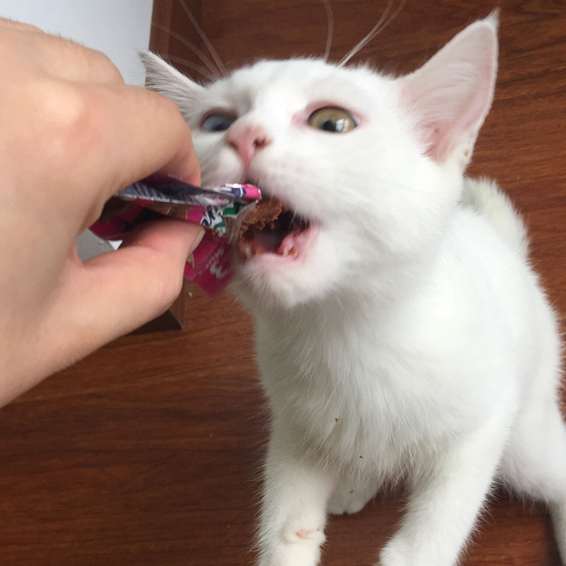 Malt Bear Wei Ta Kraft Vitakraft Cat Cat Cat Cat Cat Snacks Miệng Mèo Thịt khô 4 - Đồ ăn nhẹ cho mèo cám royal canin