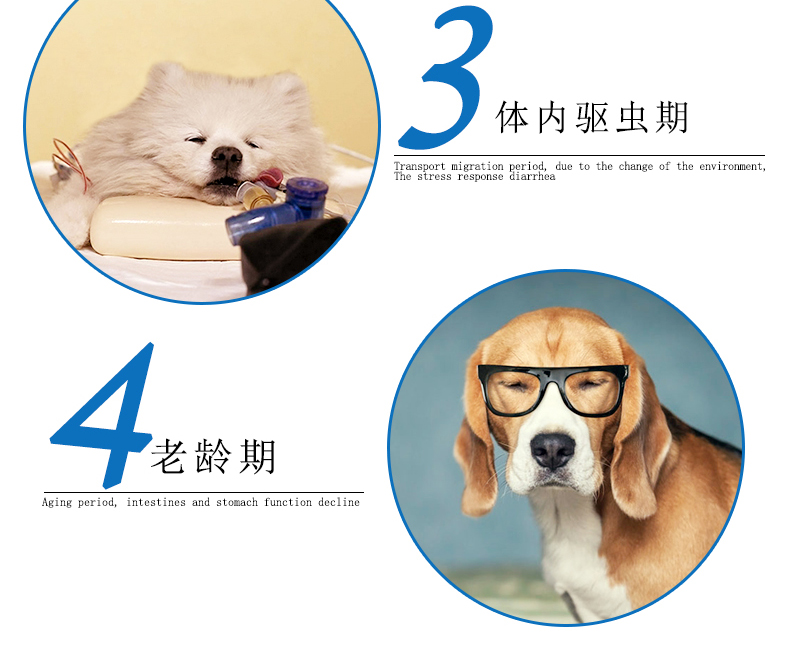 Pet chó con men và mèo dạ dày kho báu gói quà tặng duy nhất với các liên kết đặc biệt bắn duy nhất không vận chuyển - Cat / Dog Health bổ sung Sữa cho mèo trưởng thành